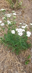 Achillea millefolium