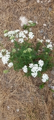Achillea millefolium