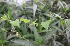 Zehneria japonica