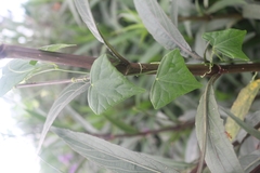 Zehneria japonica