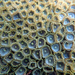 Mat Zoanthid - Photo (c) Kent Miller, some rights reserved (CC BY-ND), uploaded by Kent Miller