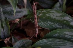 Trachythorax