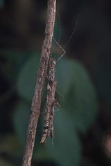 Trachythorax