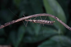 Trachythorax