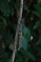 Trachythorax