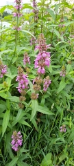 Stachys palustris