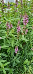 Stachys palustris