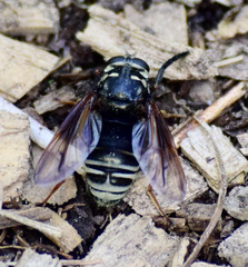 Temnostoma venustum