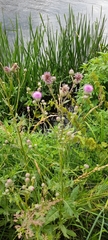 Cirsium arvense