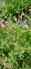 Cirsium arvense