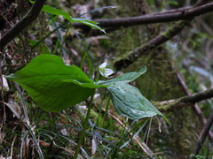 Trillium tschonoskii