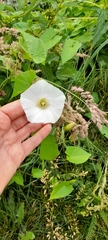 Calystegia sepium