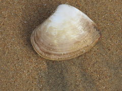 Cucullaea labiata