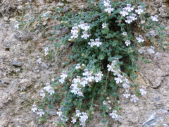 Chaenorhinum villosum