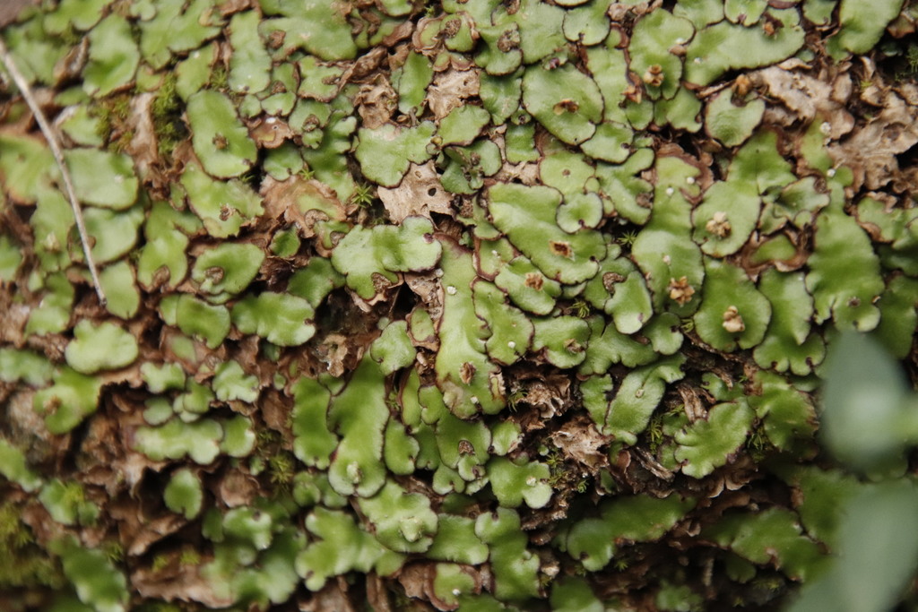 Plagiochasma appendiculatum