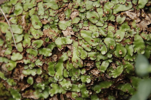 Representative image of Plagiochasma appendiculatum