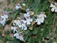 Chaenorhinum villosum