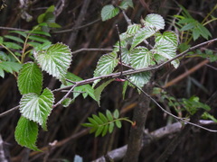 Viburnum betulifolium