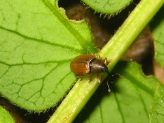 Acalyptus carpini