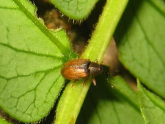 Acalyptus carpini