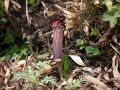 Arisaema formosanum