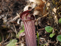 Arisaema formosanum