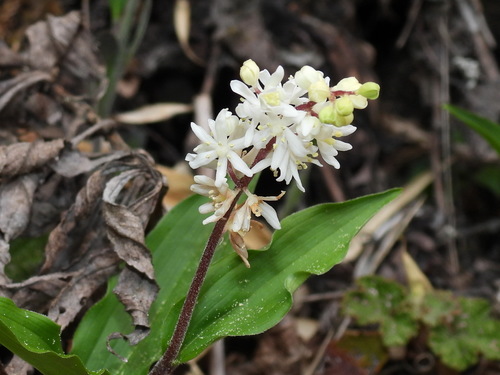 Maianthemum formosanum