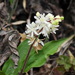 Maianthemum formosanum - Photo (c) Chen Shu, some rights reserved (CC BY-NC), uploaded by Chen Shu