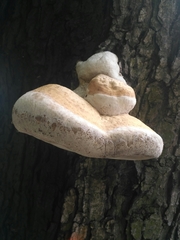 Fungi