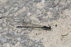 Argia tibialis