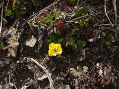 Potentilla matsumurae