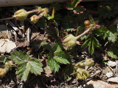 Potentilla matsumurae