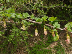 Ribes formosanum