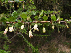 Ribes formosanum