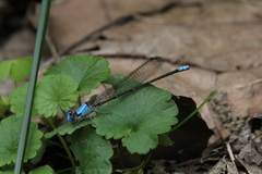 Argia apicalis