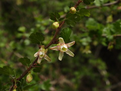 Ribes formosanum