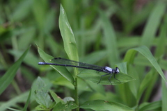 Argia moesta