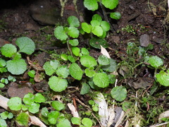 Chrysosplenium formosanum