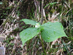 Trillium tschonoskii