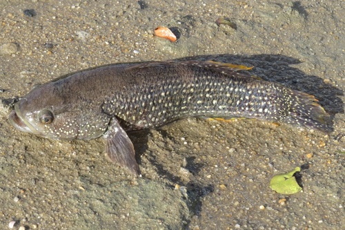 Ophiocara ophicephalus
