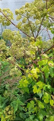 Angelica archangelica