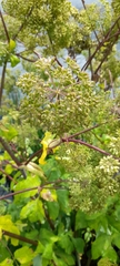 Angelica archangelica