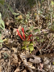 Monardella macrantha hallii