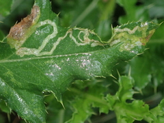 Phytomyza cirsii