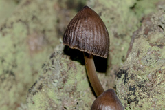 Mycena kuurkacea