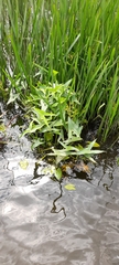 Sagittaria sagittifolia