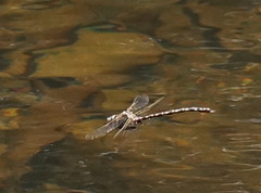 Austroaeschna unicornis