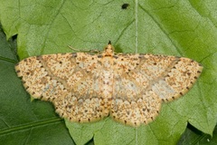 Synegia