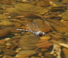 Austroaeschna unicornis
