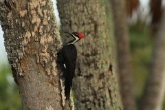 Dryocopus pileatus